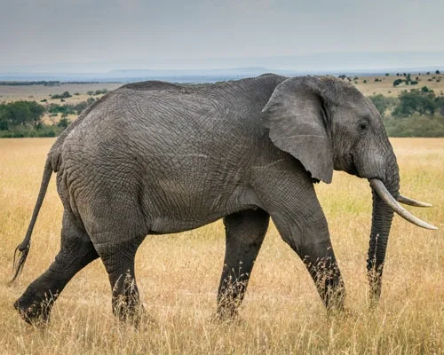 AIRPORTS DEMONSTRATE COMMITMENT TO COMBATTING WILDLIFE TRAFFICKING