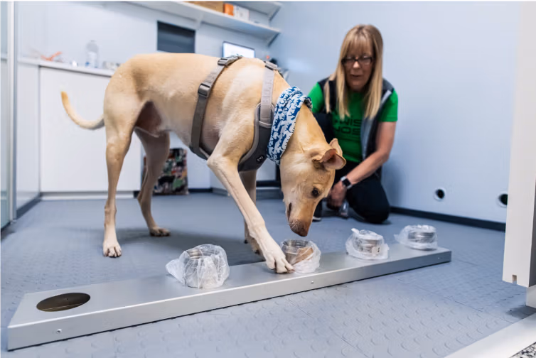 Helsinki’s COVID-19 sniffer dogs receive hero awards from kennel club