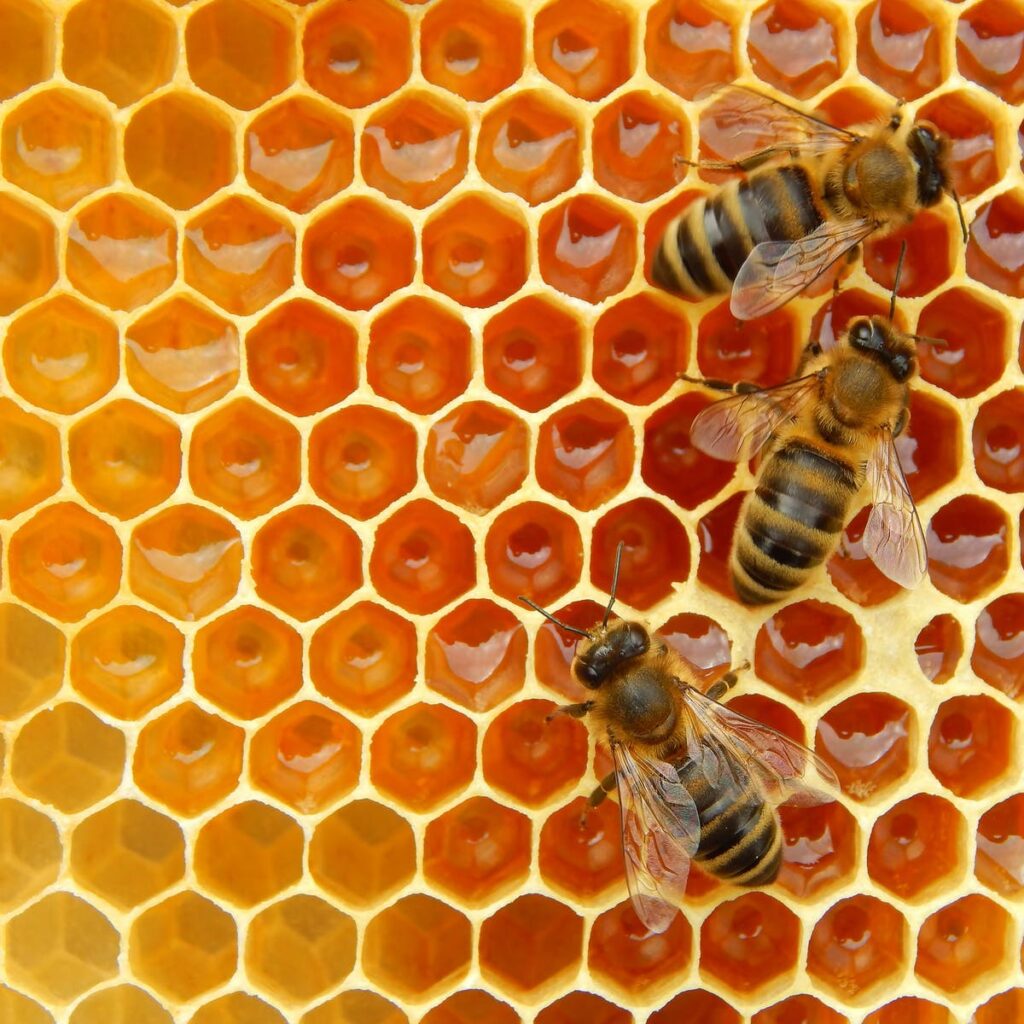 San Antonio has big plans for its new honey bees