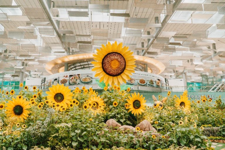 Sunflowers take over the terminals at Singapore Changi