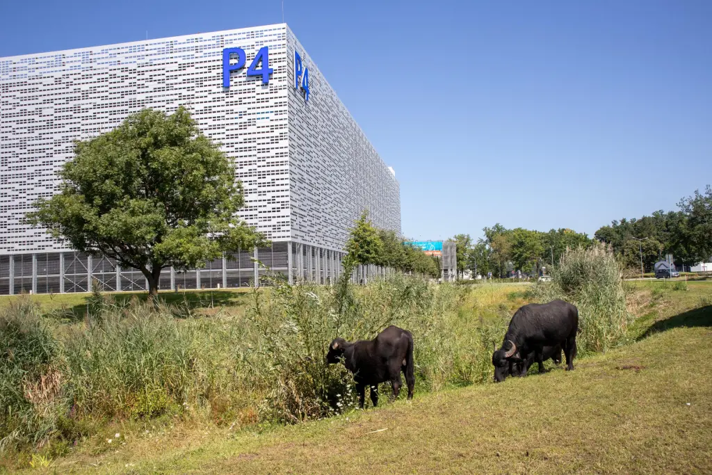 Water buffalo trimming the grass at Nuremberg Airport